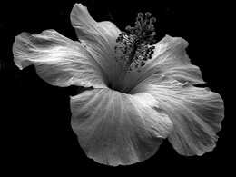 HIBISCUS 