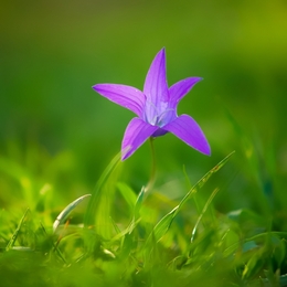 Summer wild flower 