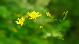 Summer wild flower 