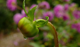 Abençoadas gotas 