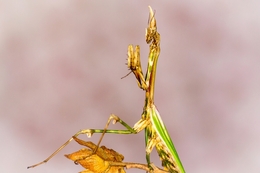 Empusa Pennata 