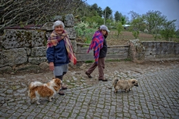 Passeando os cães 