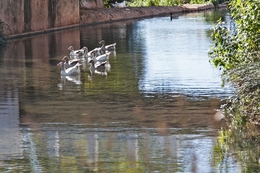 Patos de Alte 