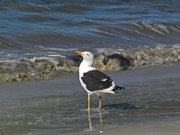 Gaivota orgulhosa 