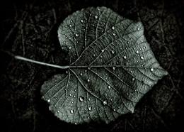 Leaf 