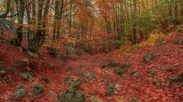 Autumn forest 2 
