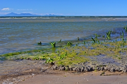 Mangue e mar 