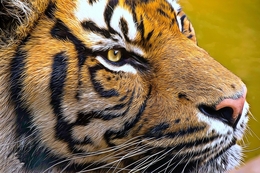 Sumatran Tiger 