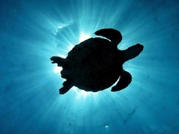 Under the turtle 