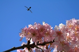 O insecto e as flores 