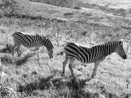 As Zebras do Parque 