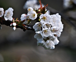 Bem vinda a Primavera 