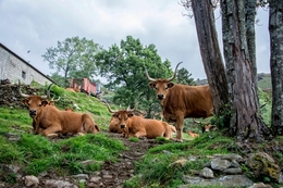 Vacas barrosãs em descanso 