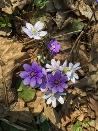 Se não há Deus, quem fez a natureza? 