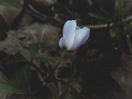 Anemone nemorosa  