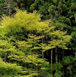 Verdes de Kawabamura 