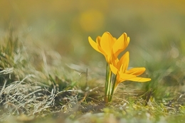 Spring wild flowers 