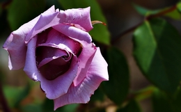 A bela rosa 