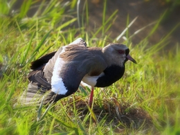 Quero-quero ( Vanellus chilensis ) 