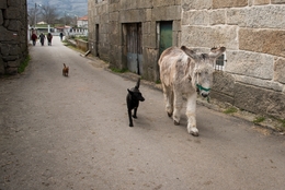 O cão e o burro 