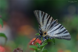 Papilio machaon 