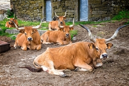 Vacas barrosãs 