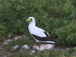 Atobá grande (Sula dactylatra) 