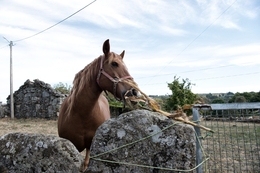 O cavalo 