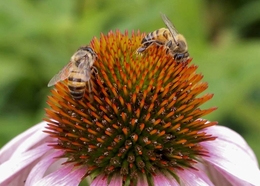 Echinacea purpurea 