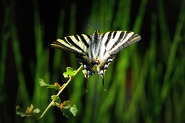 BORBOLETA 