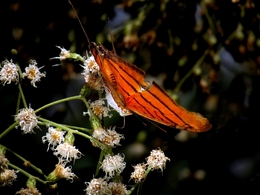 Marpesia petreus 