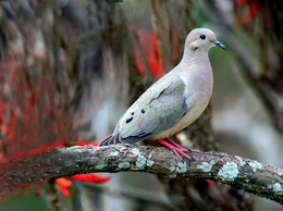 Zenaida auriculata 