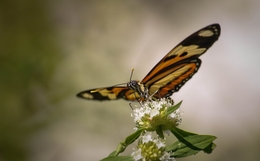 borboleta  