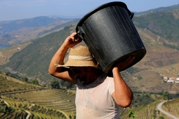 Vindima em Valença do Douro 