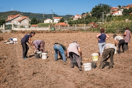 Toca a apanhar batatas 