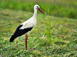 CANTO UMA AVIFAUNA ESPECIAL 