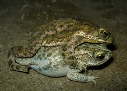 frogs in love 