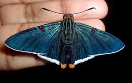 Phocides Polybios 