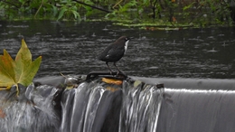 MELRO D'AGUA À CHUVA 