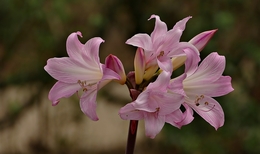 Amaryllis belladonna 