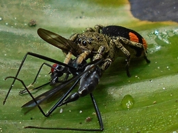 Almoço garantido 