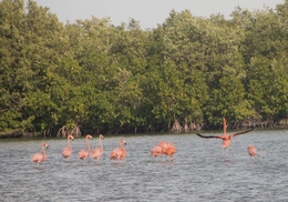 FLAMINGOS 