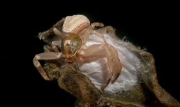 Aranha-caranguejo ( Heteropoda venatoria ) 