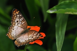 borboleta 