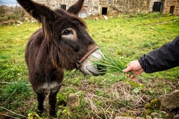 O burro de Solveira 