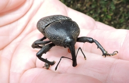 Besouro do coqueiro ( Homalinotus coriaceus) 