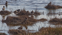 Habitat natural 