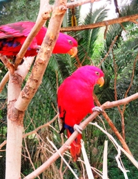 Aves Tropicais 