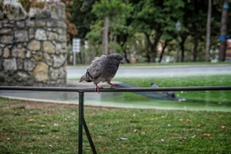 A pomba no trapézio 