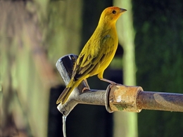 Canário da terra ( Sicalis flaveola ) 